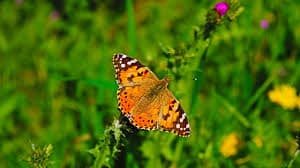 Biodiversity