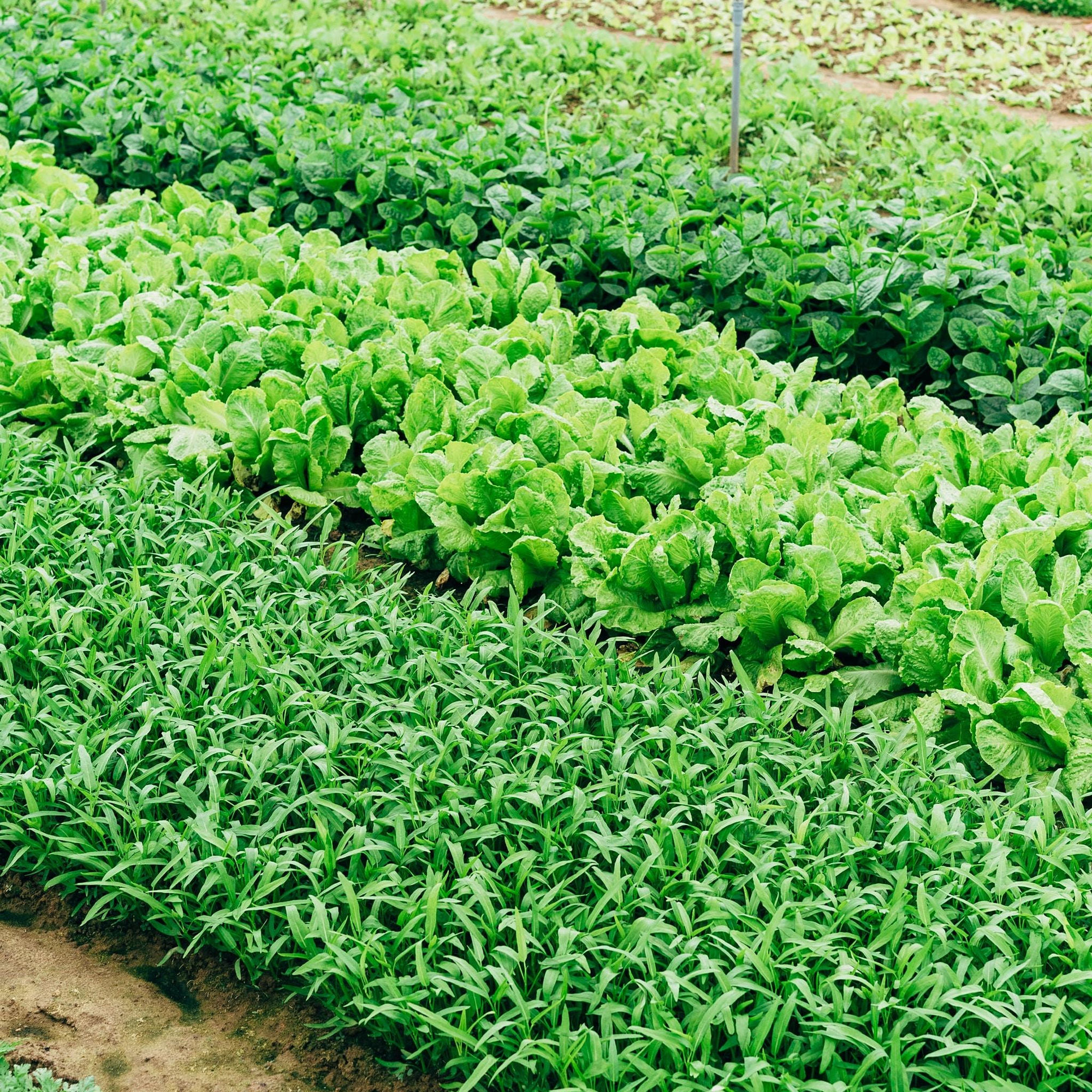 Permaculture & Agriculture